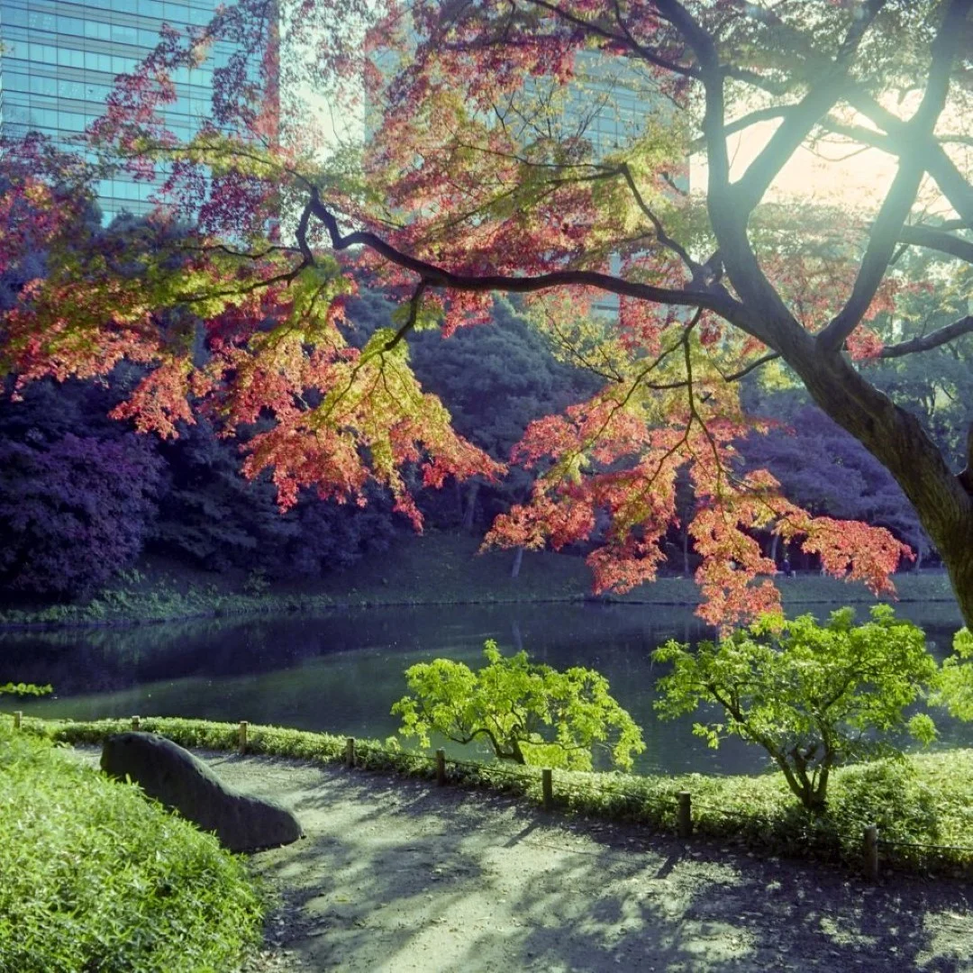 マミヤシックスK型で撮った写真