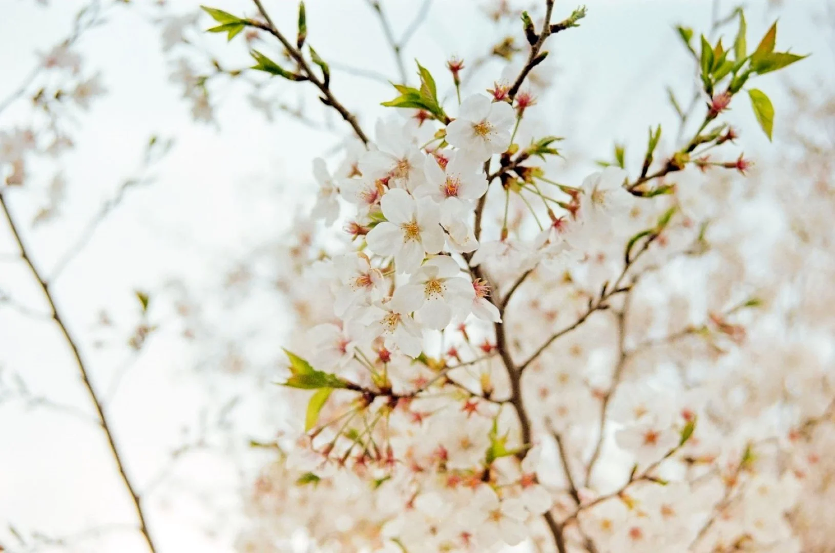 ミノルタα-7000の作例