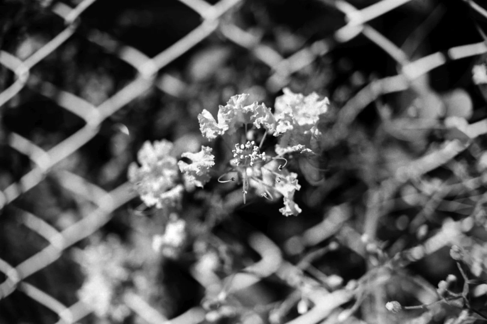 ミノルタα-7700iで撮影した写真