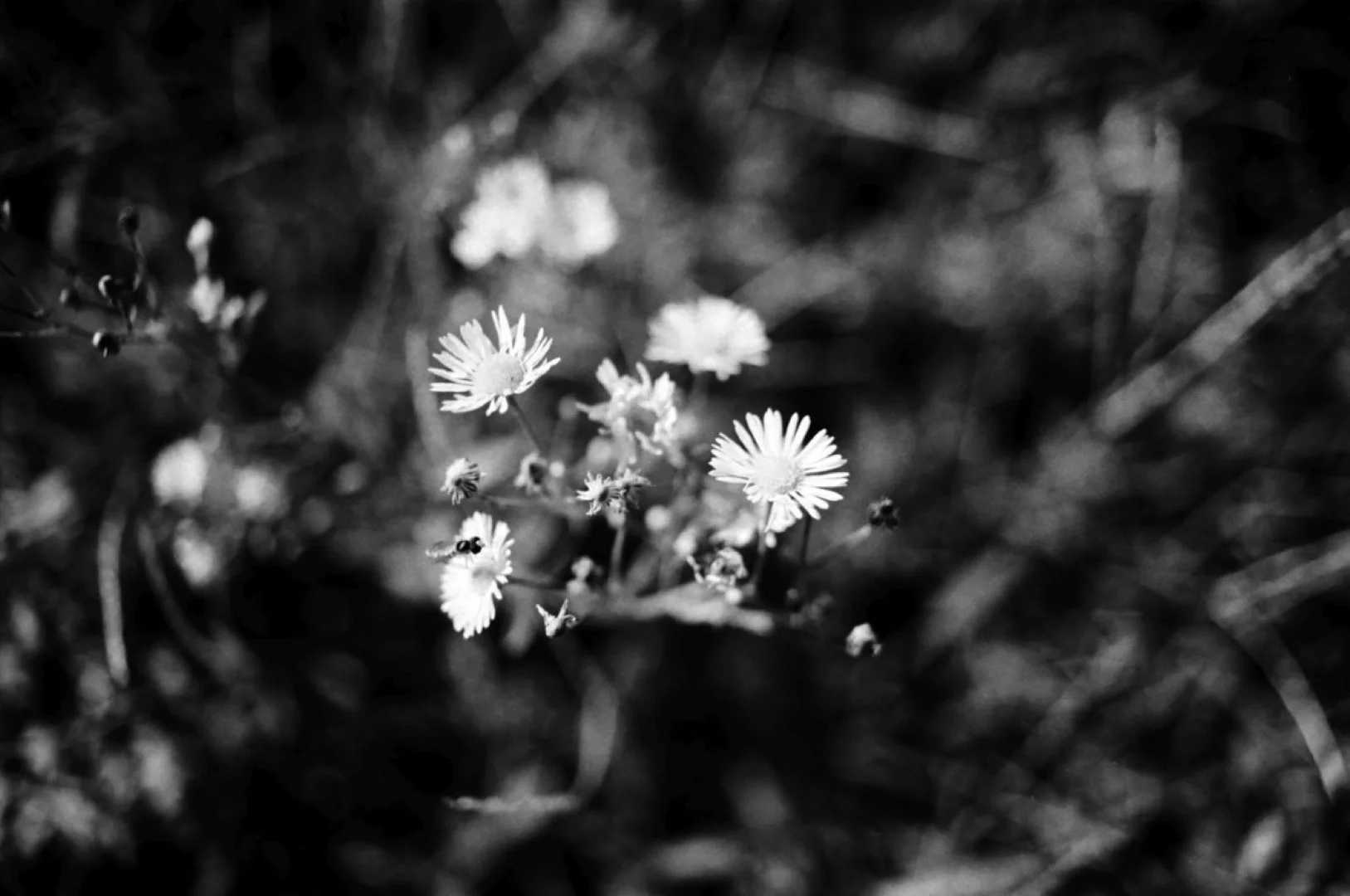 ミノルタα-7700iで撮影した写真