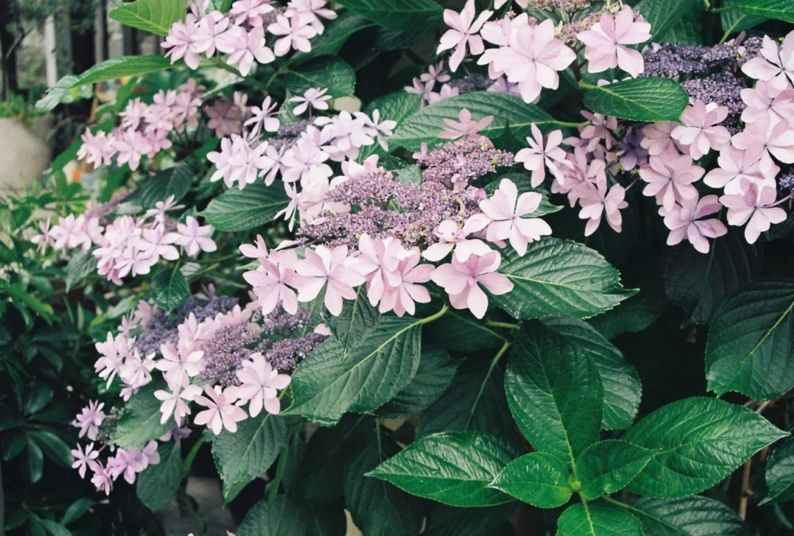 お店でスキャン