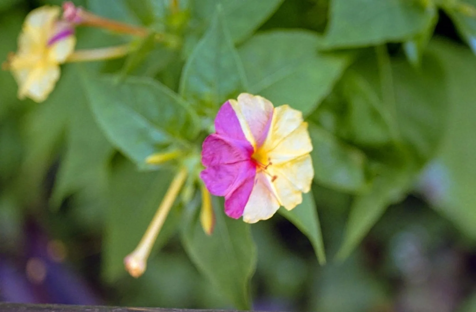 PRAKTICA MTL5Bで撮った写真