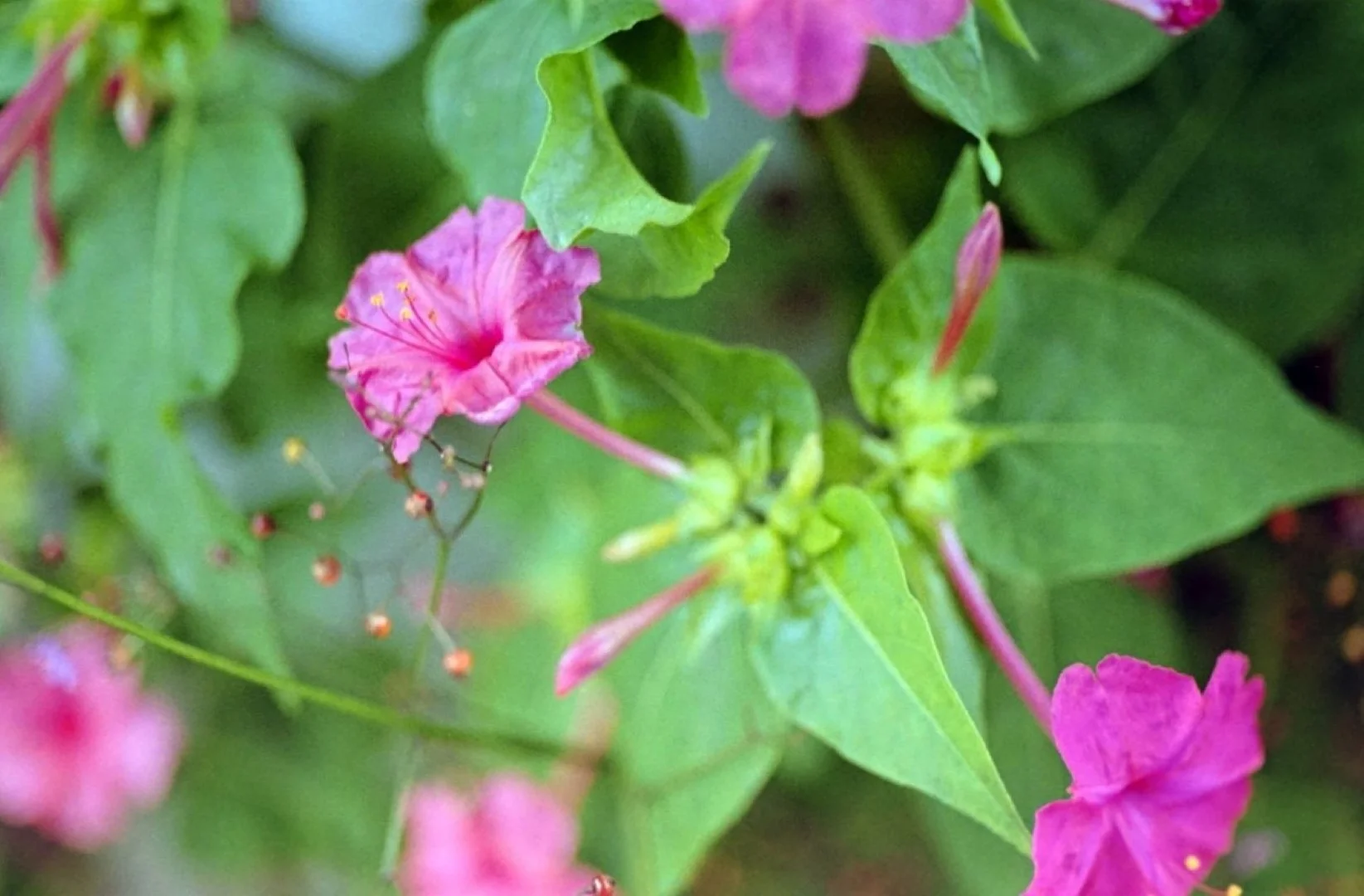 PRAKTICA MTL5Bで撮った写真