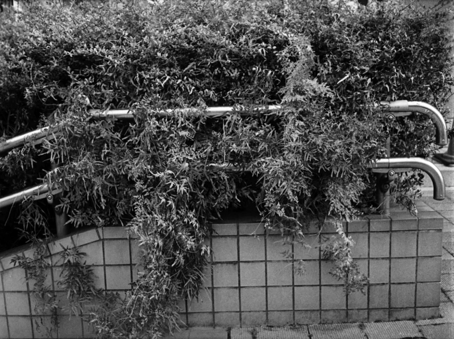 マミヤ マイラピッド 作例