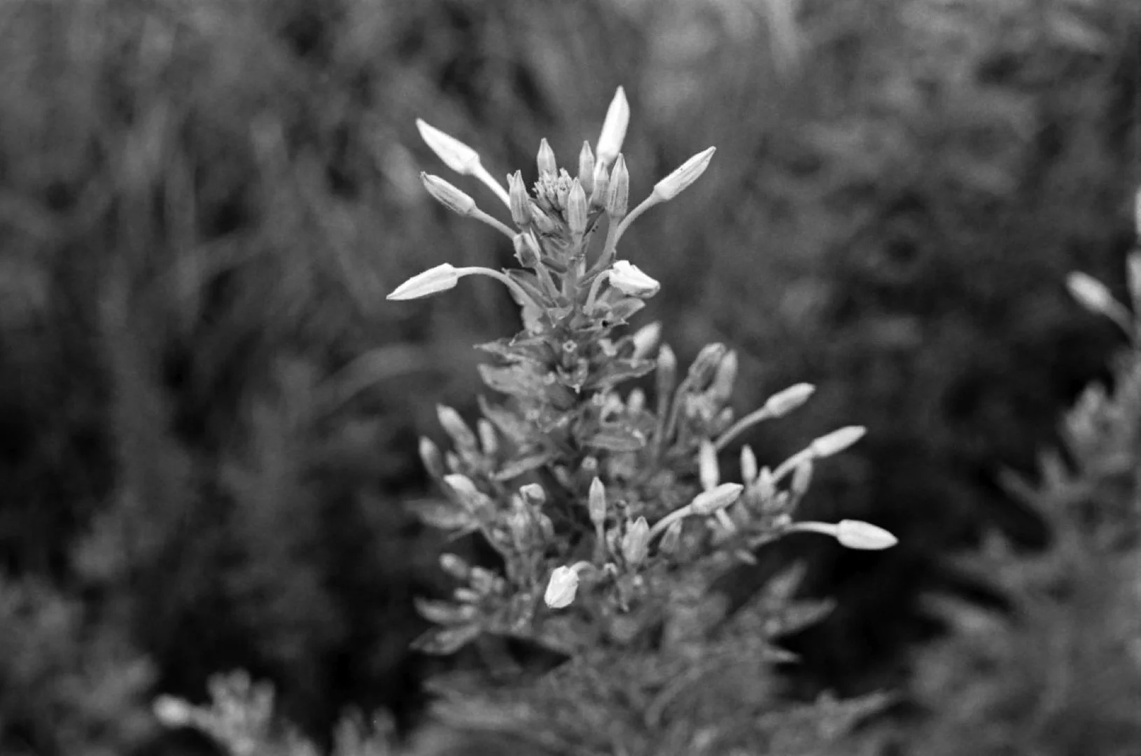 Nikomat FTN + Nikkor-H Auto 50mm F2で撮影した写真