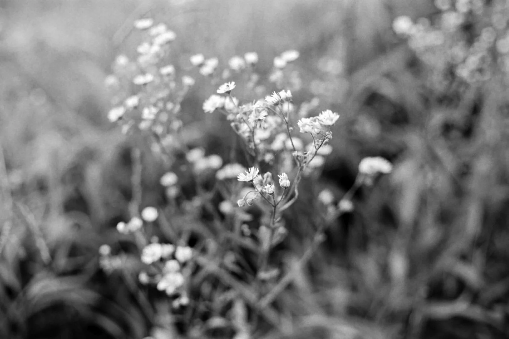 Nikomat FTN + Nikkor-H Auto 50mm F2で撮影した写真