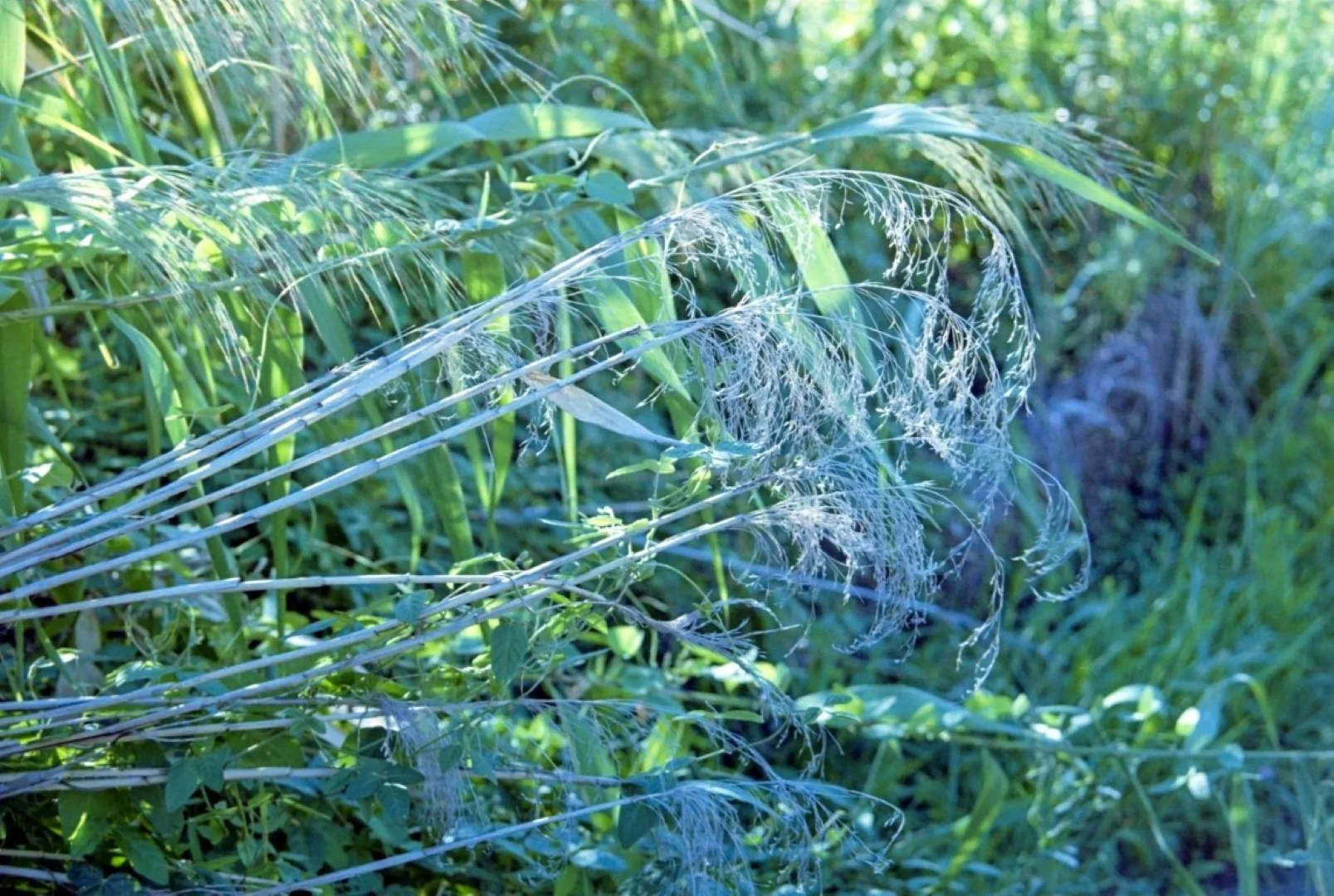 OLYMPUS L-1で撮った写真