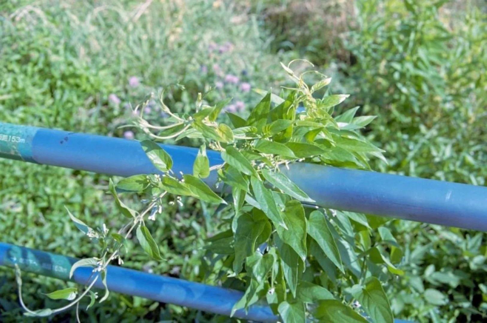 広角側マクロ時