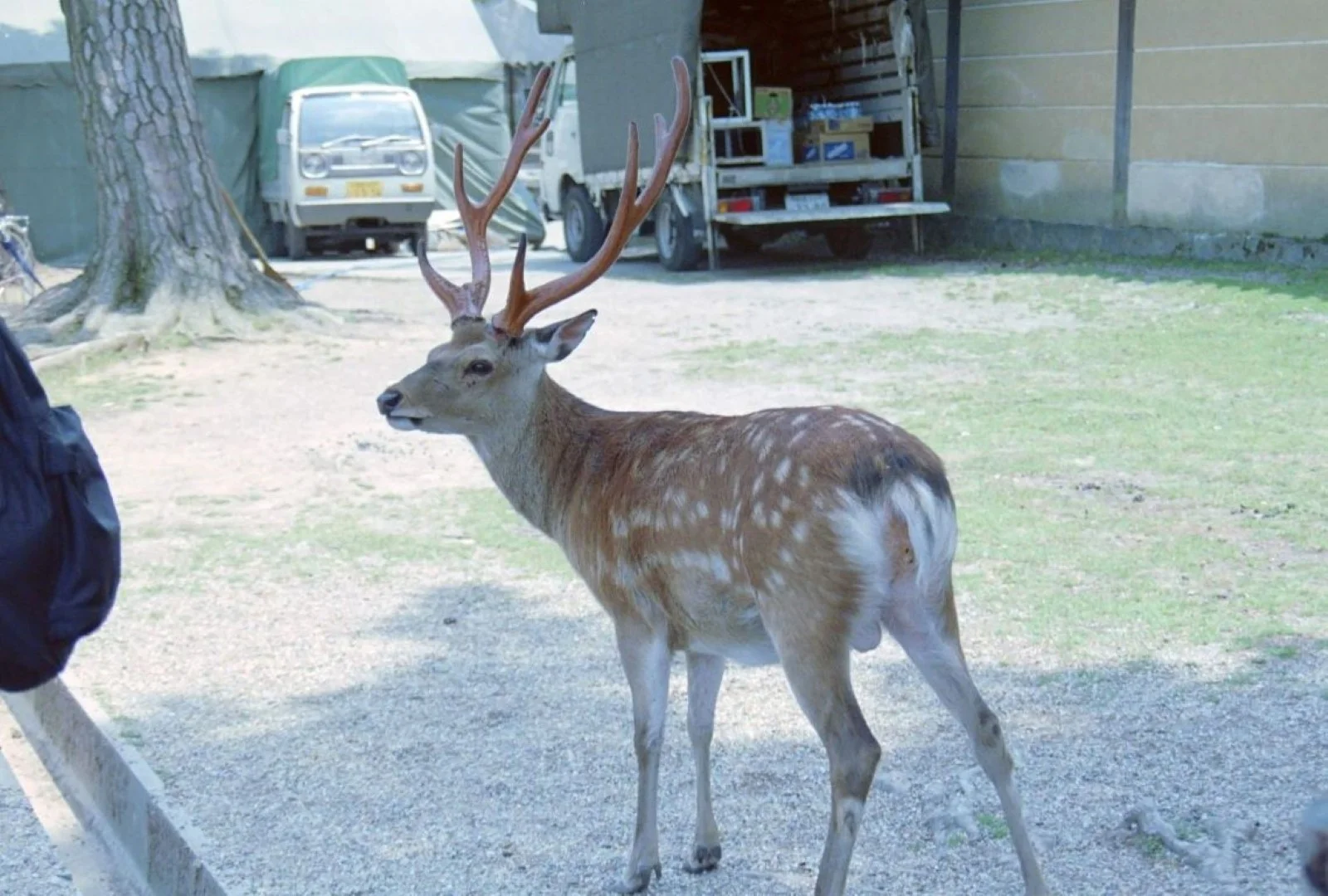 このカメラが現役だった頃の作例