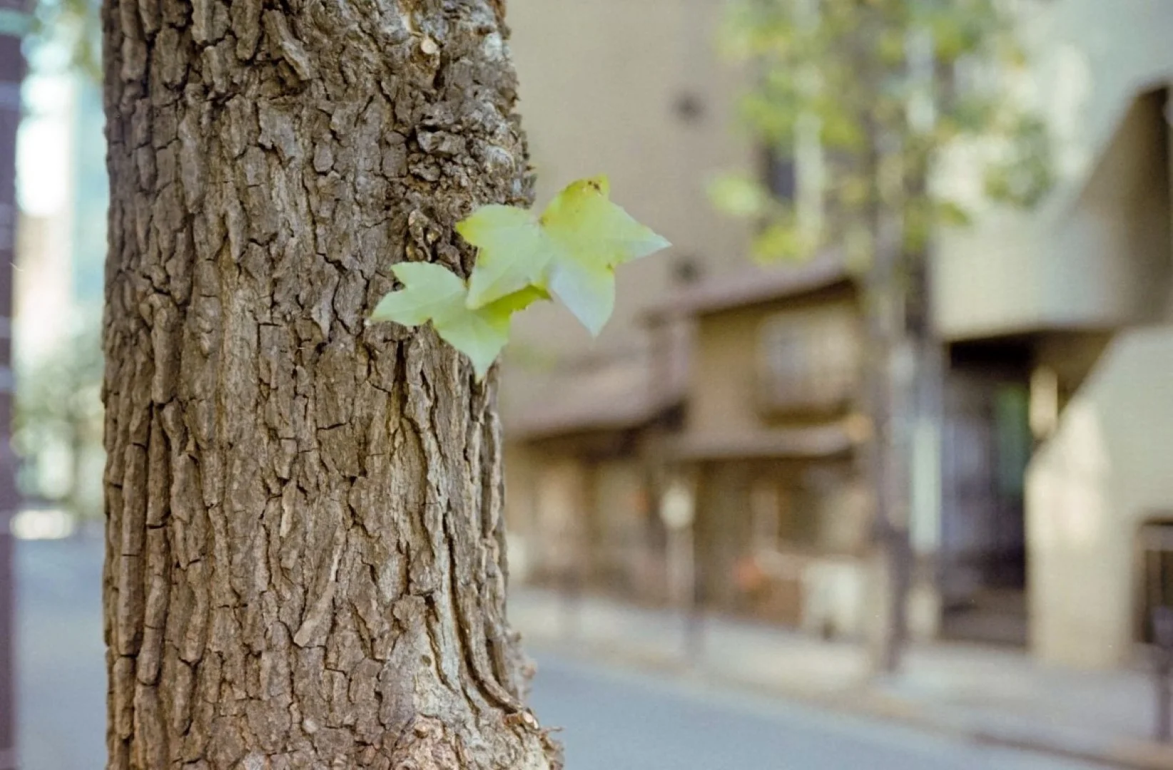 ペトリ プロ7作例