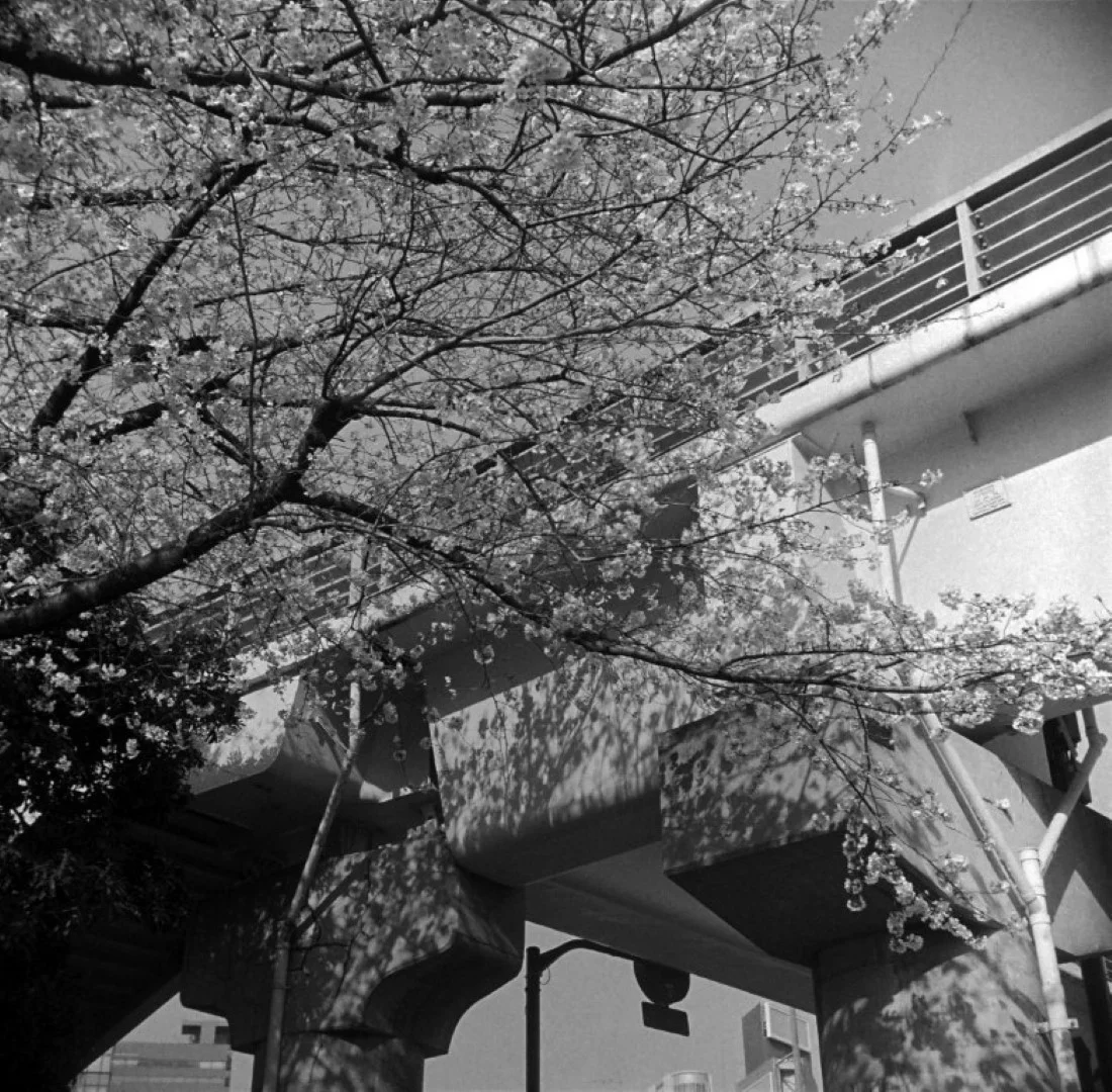 リコーフレックスVI型作例