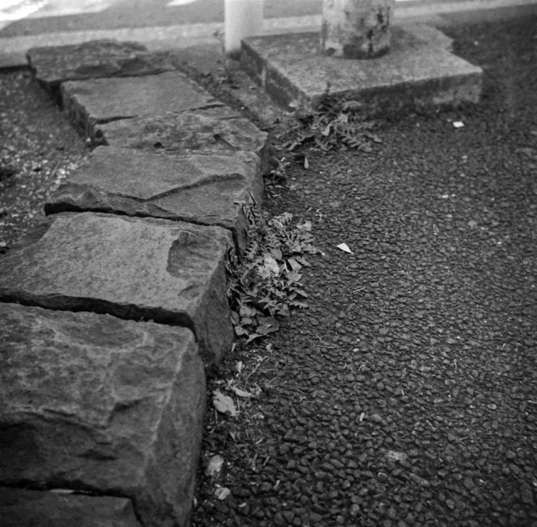 リコーフレックスVI型作例