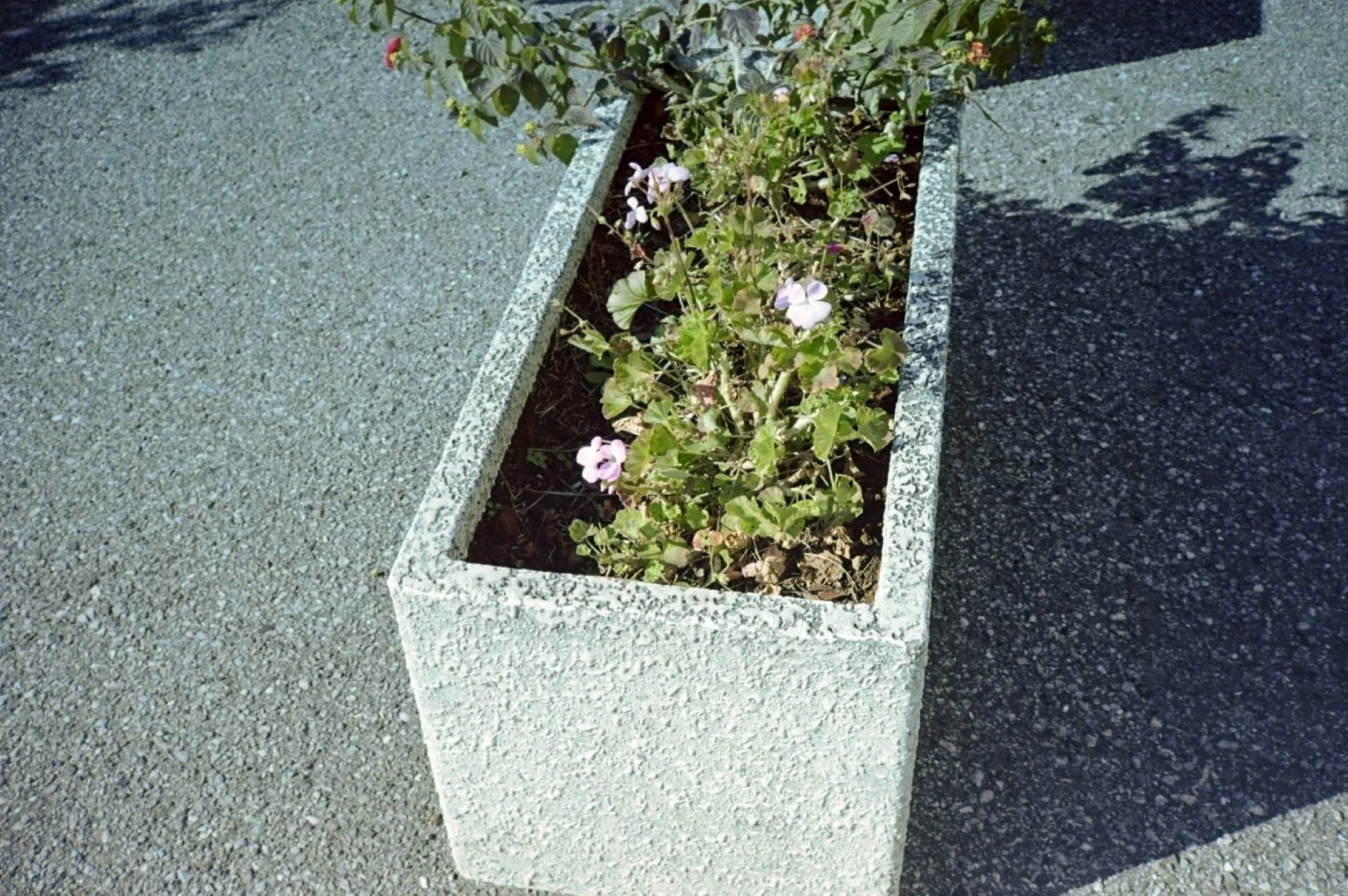 Rollei Flash 35 AFで撮った写真