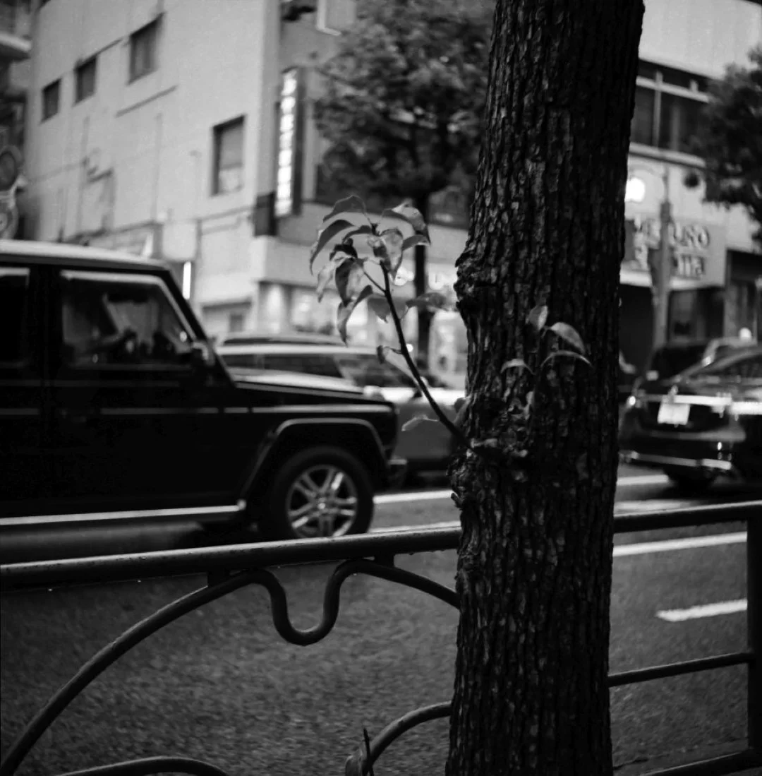 SEMFLEX Standard T950で撮影した写真