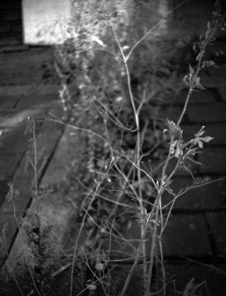 セミライラ改 作例