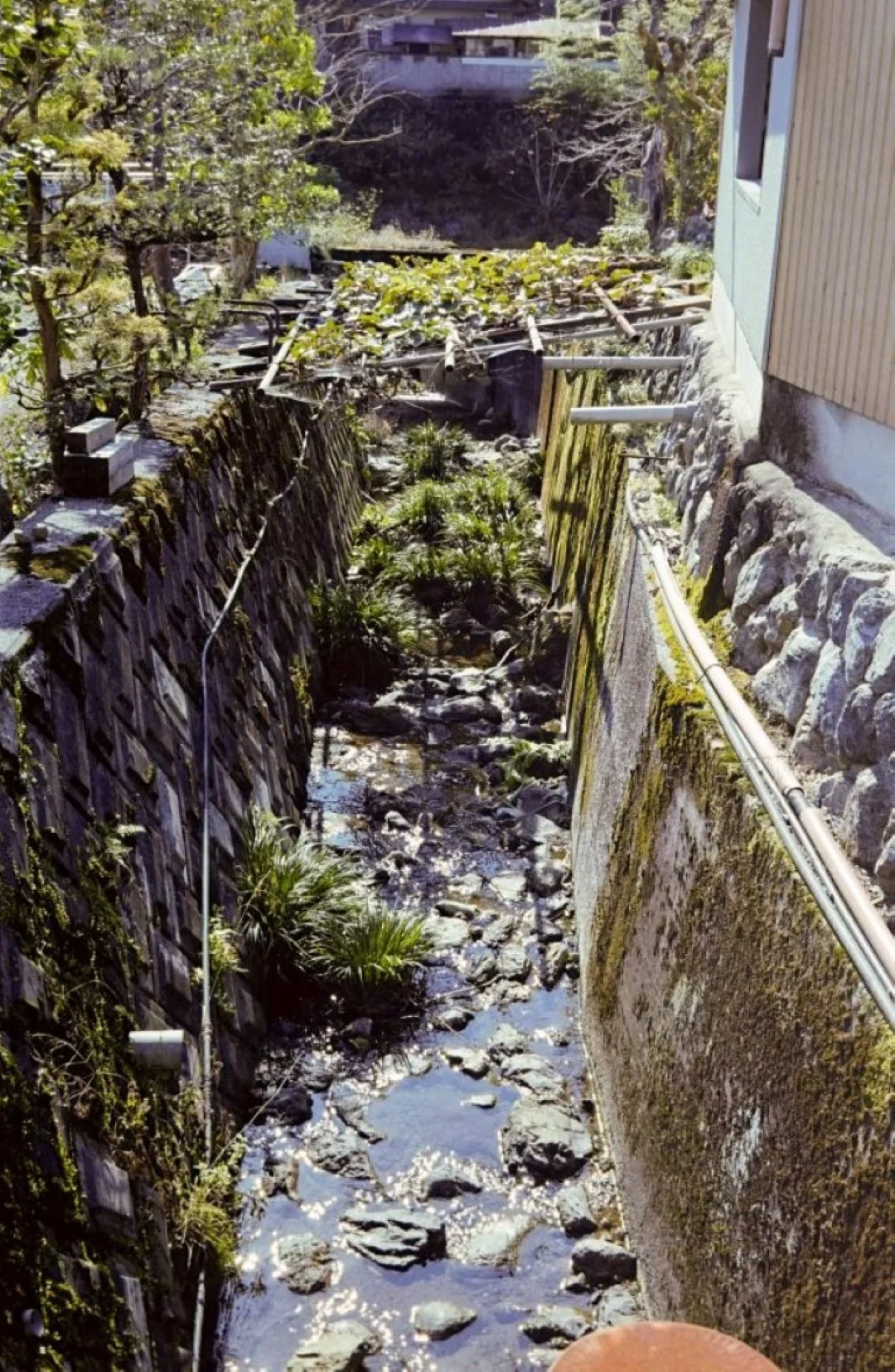 上海申光400 撮影した写真