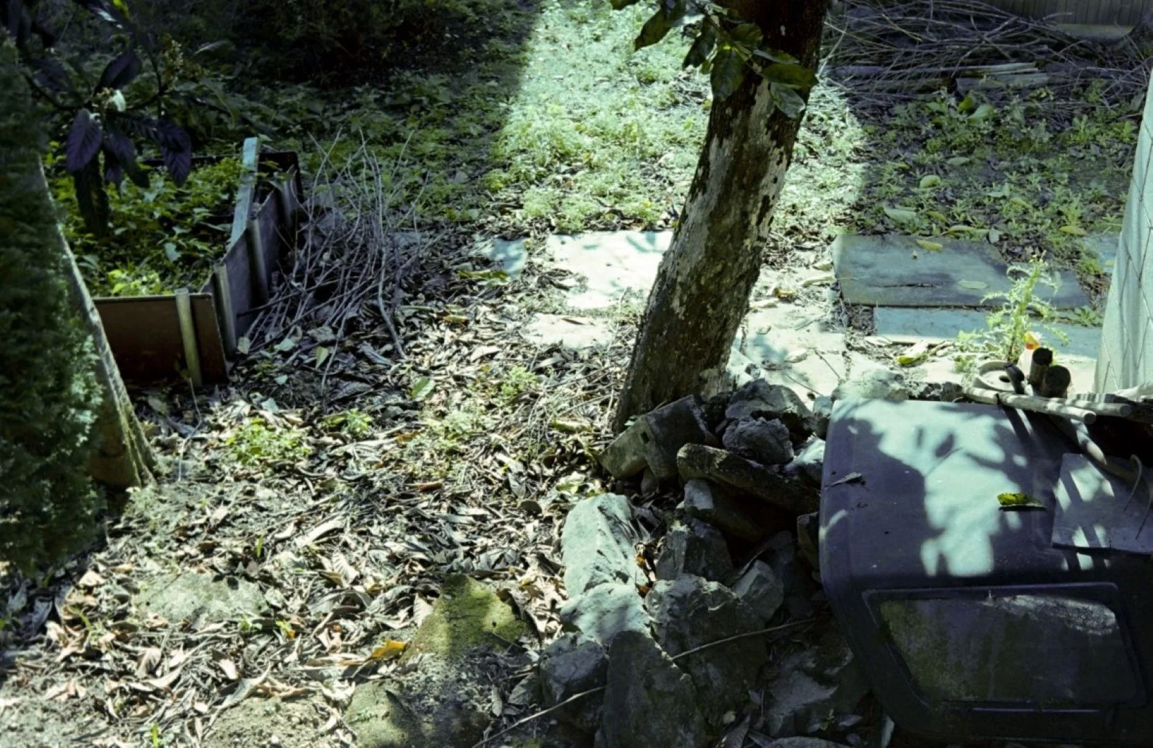 上海申光400 撮影した写真