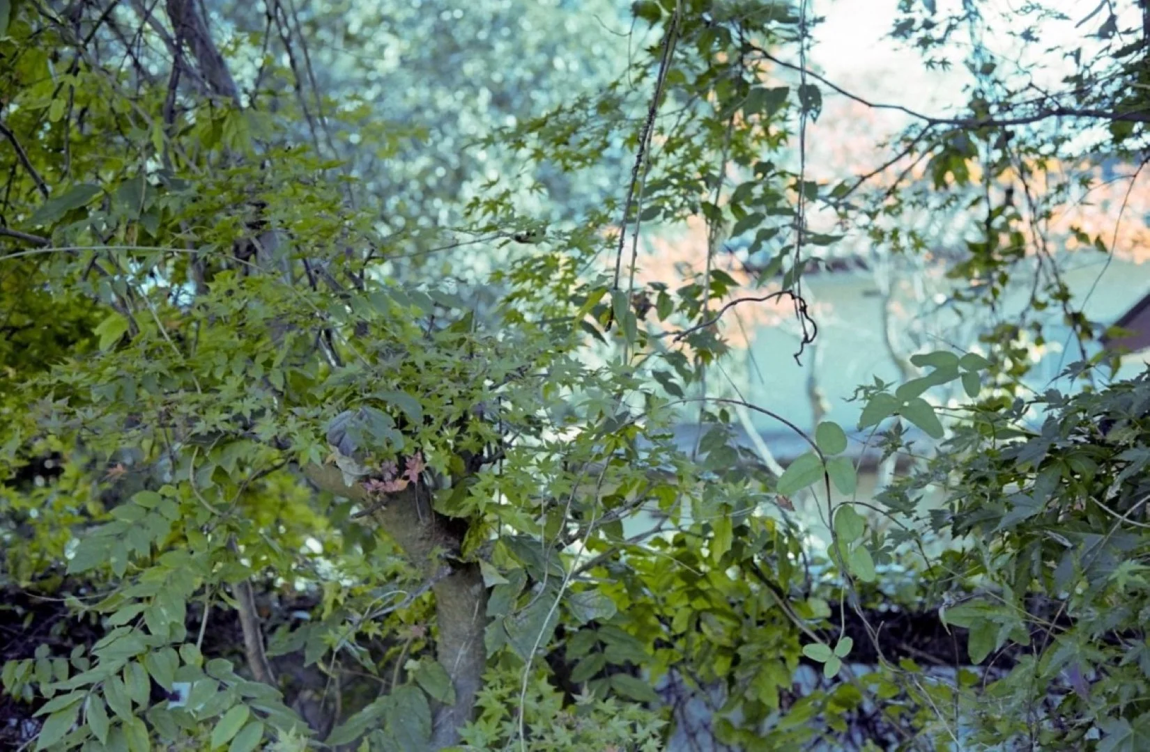 上海申光400 撮影した写真