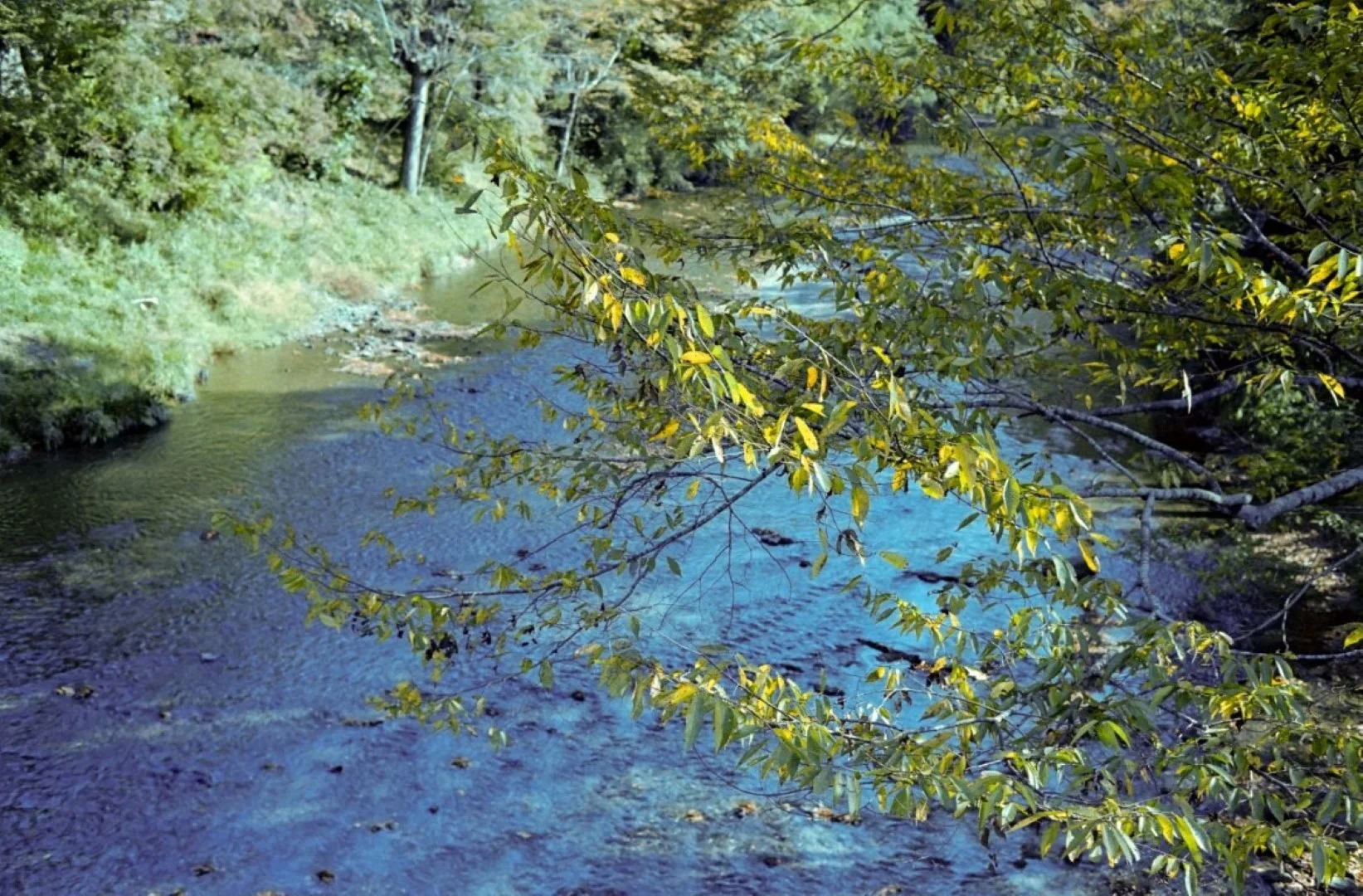 上海申光400 撮影した写真