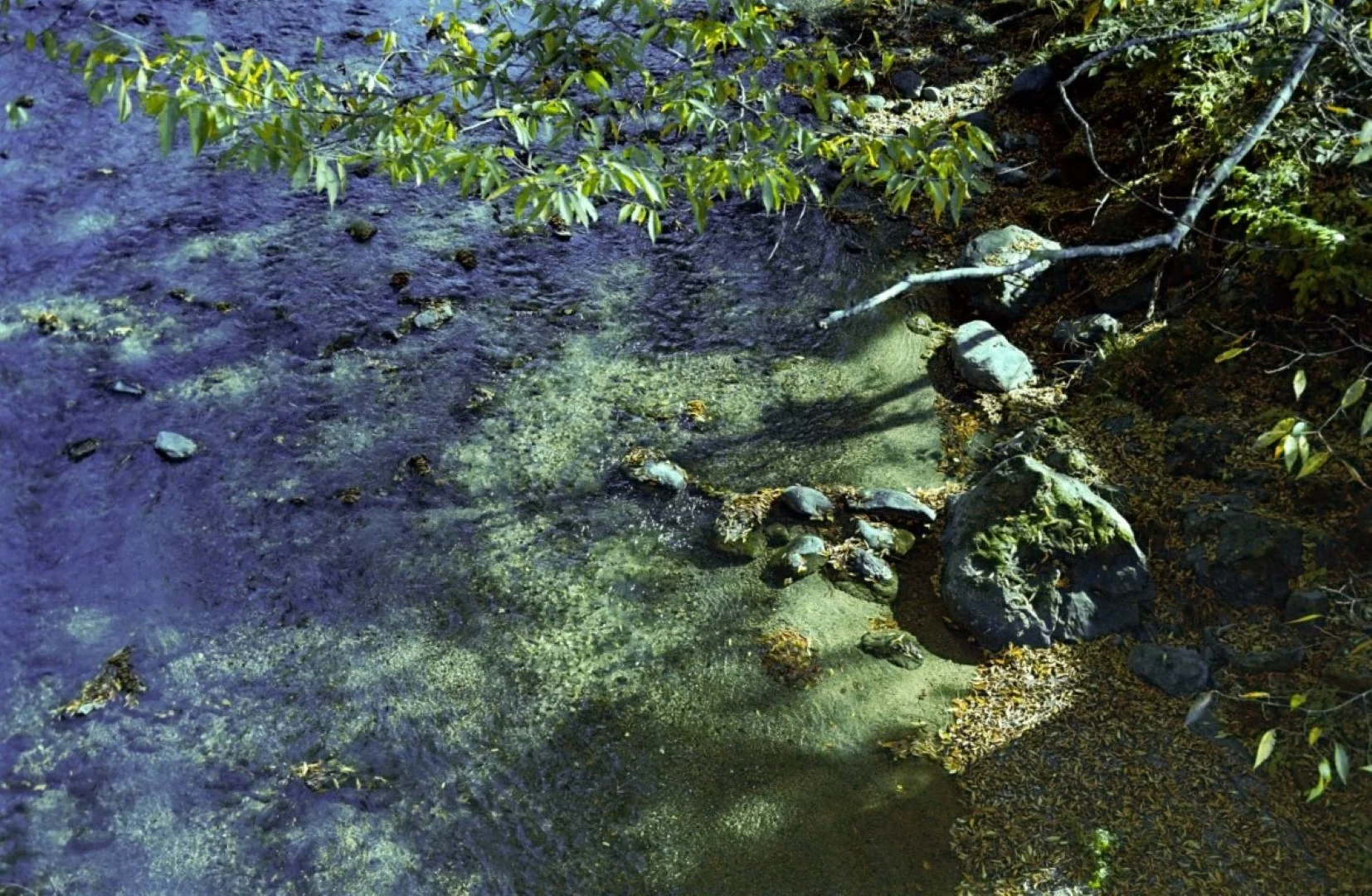 上海申光400 撮影した写真