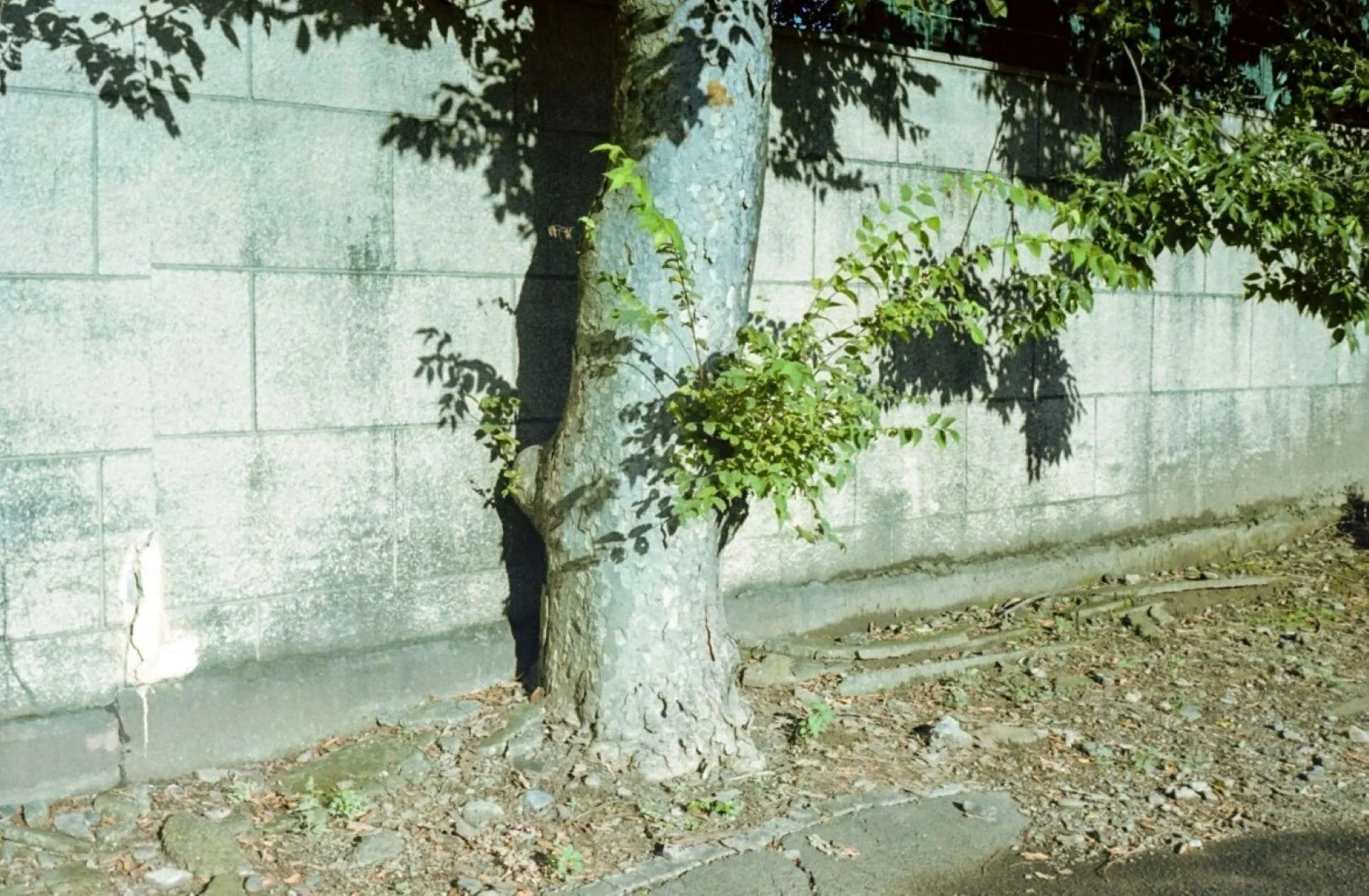 スメナ35で撮った写真