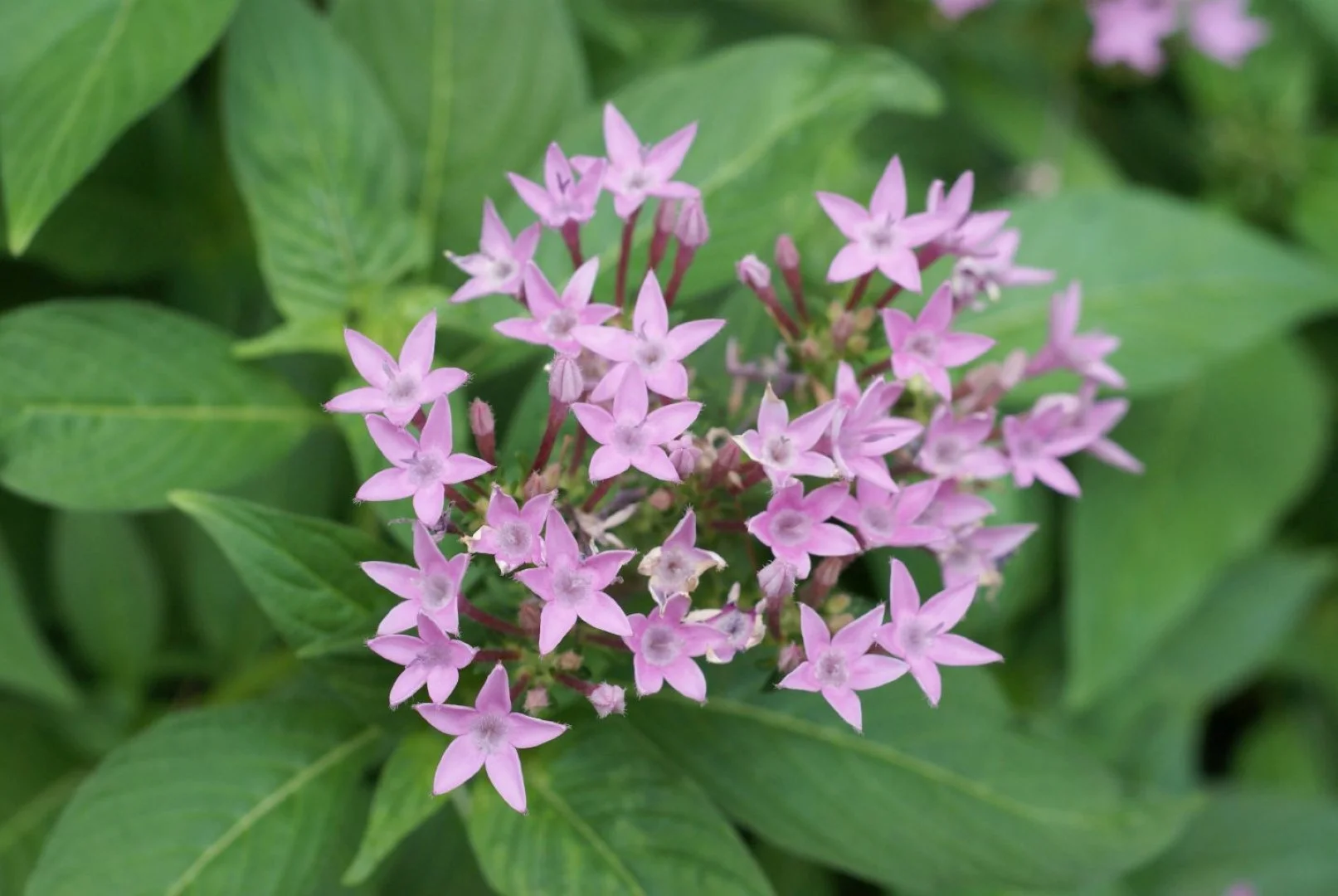 SONY α100とMINOLTA AF MACRO 50mm F2.8 作例