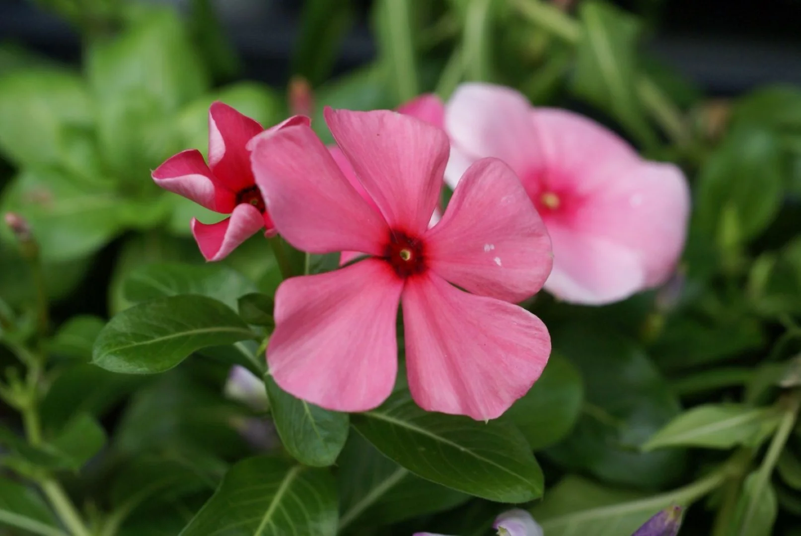 SONY α100とMINOLTA AF MACRO 50mm F2.8 作例