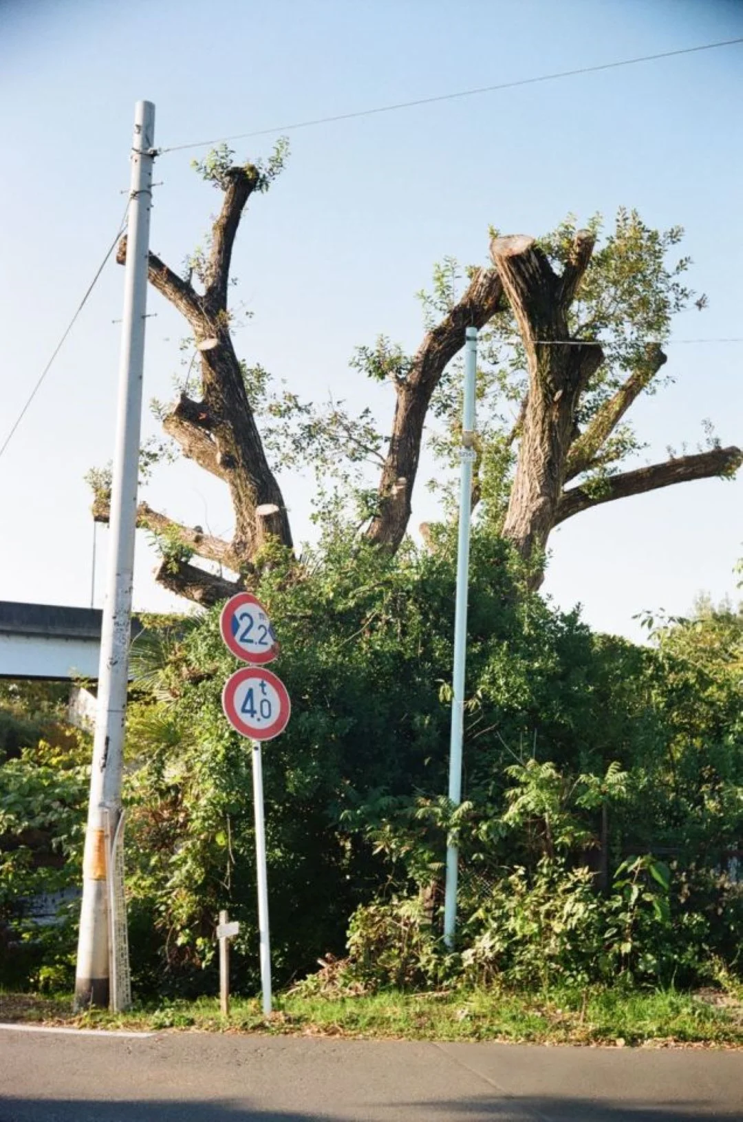 SUPER ROKKOR 45mm F2.8追加作例(ボディはZorki-1)