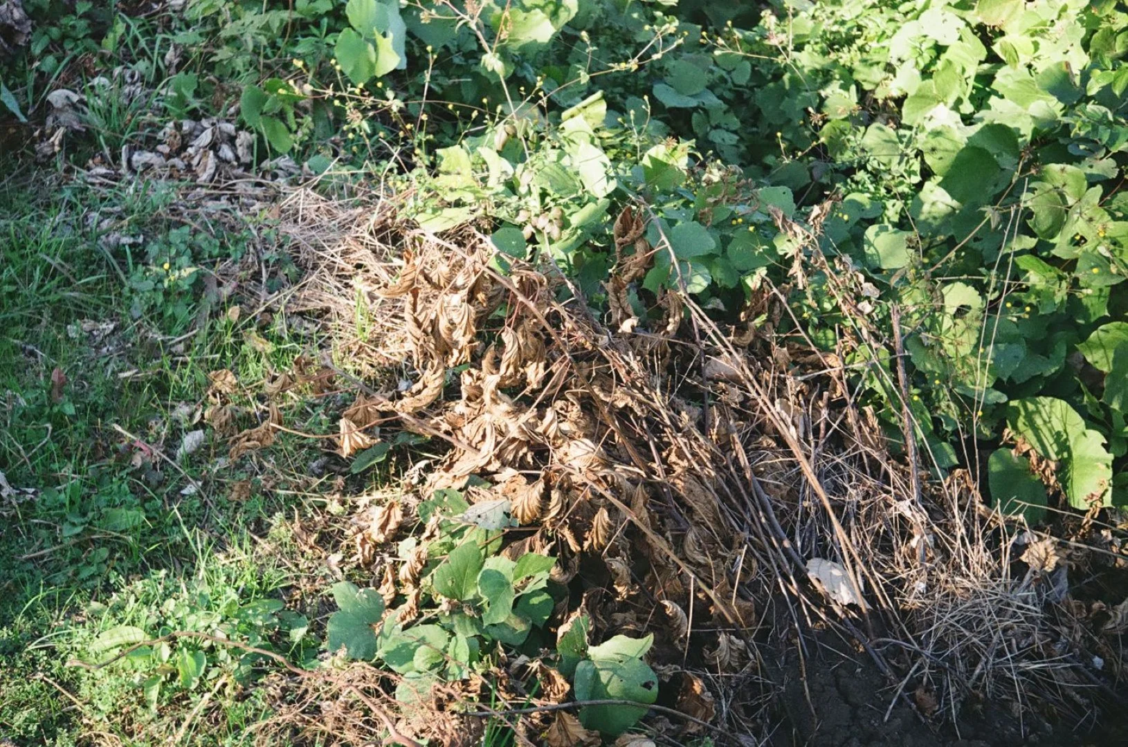 SUPER ROKKOR 45mm F2.8追加作例(ボディはZorki-1)