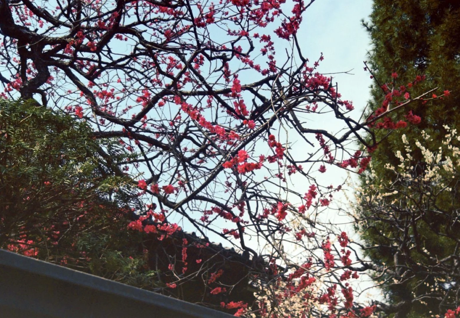 Minolta 35 II + SUPER ROKKOR 45mm F2.8作例