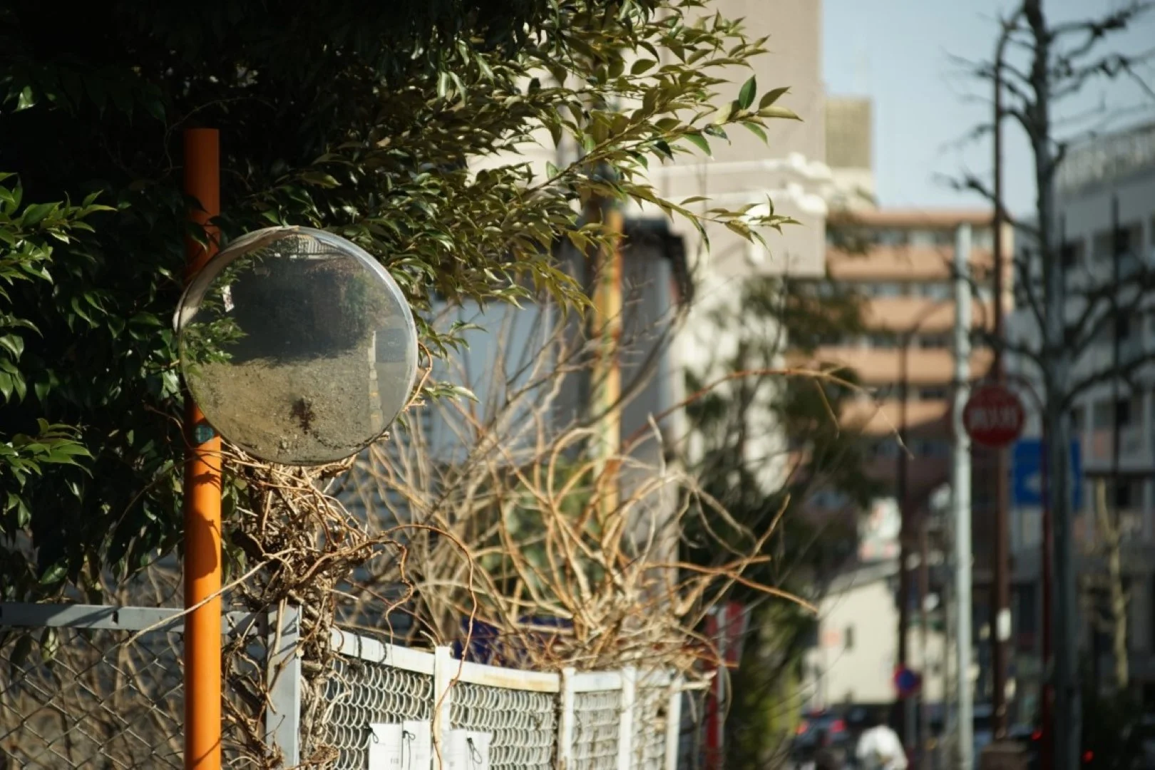 泰成光学 タムロン200mm F6.3 作例