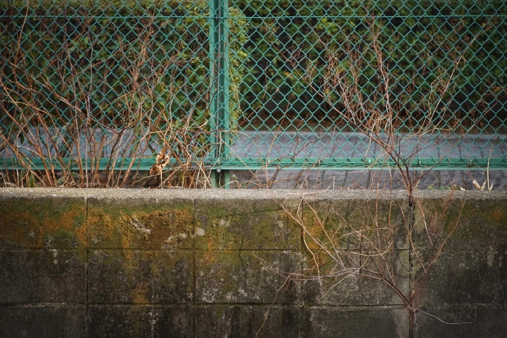 泰成光学 タムロン200mm F6.3 作例