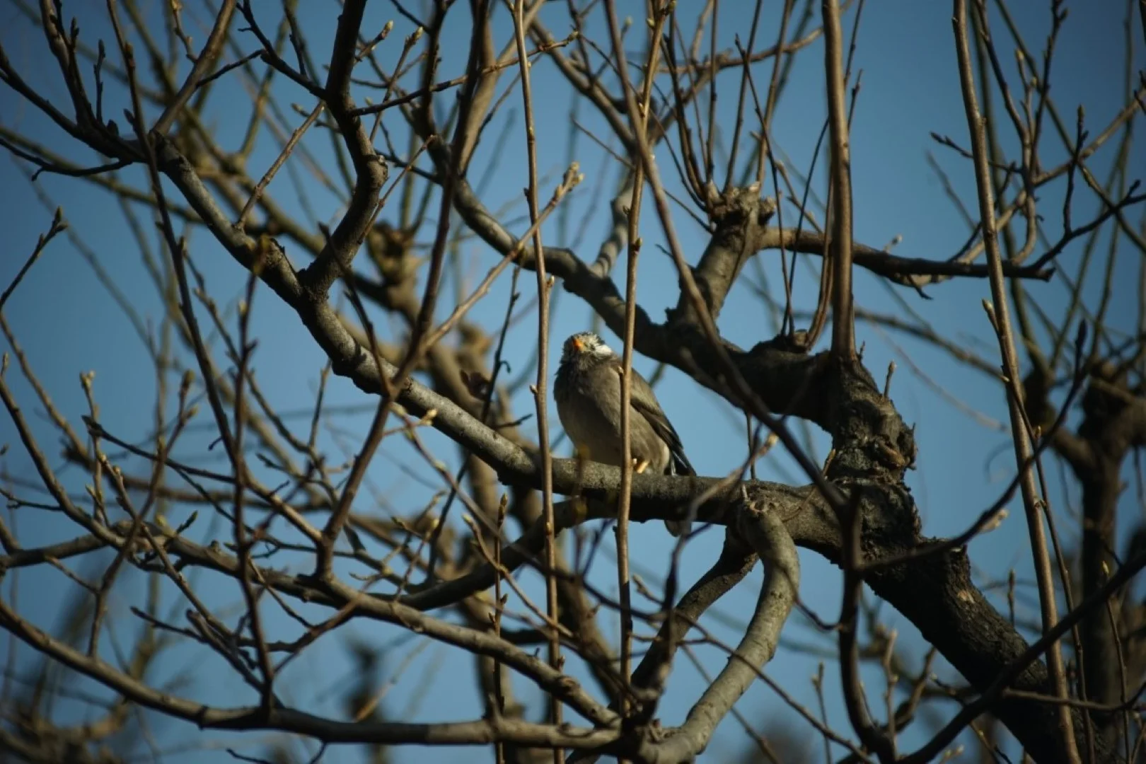 泰成光学 タムロン200mm F6.3 作例