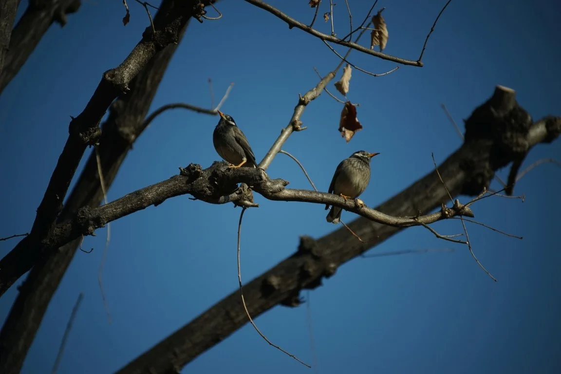 泰成光学 タムロン200mm F6.3 作例