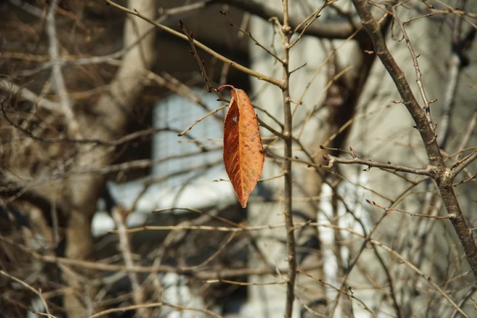望遠側 マクロ 開放