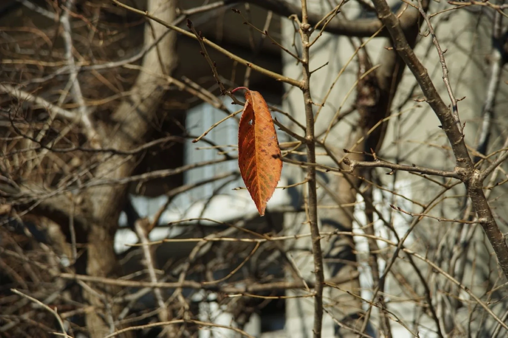 望遠側 マクロ F5.6