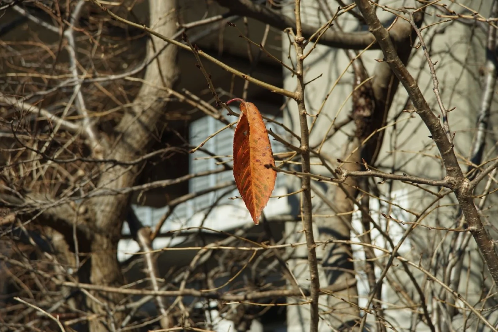 望遠側 マクロ F8