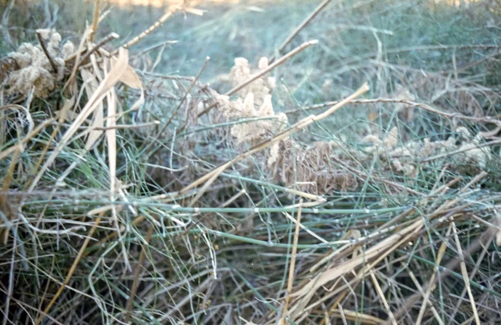 ミスをしたカット