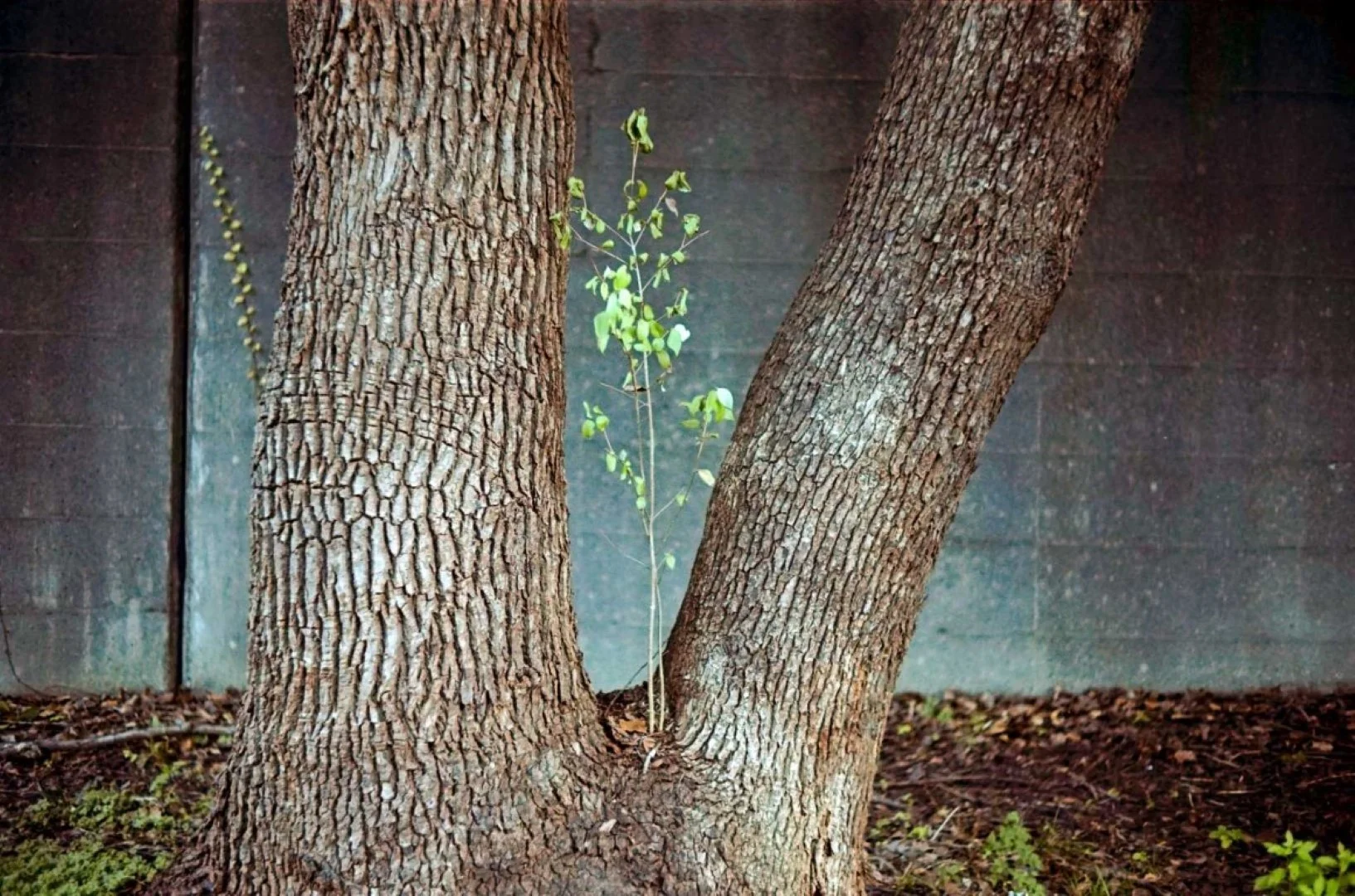 トプコン35-S作例