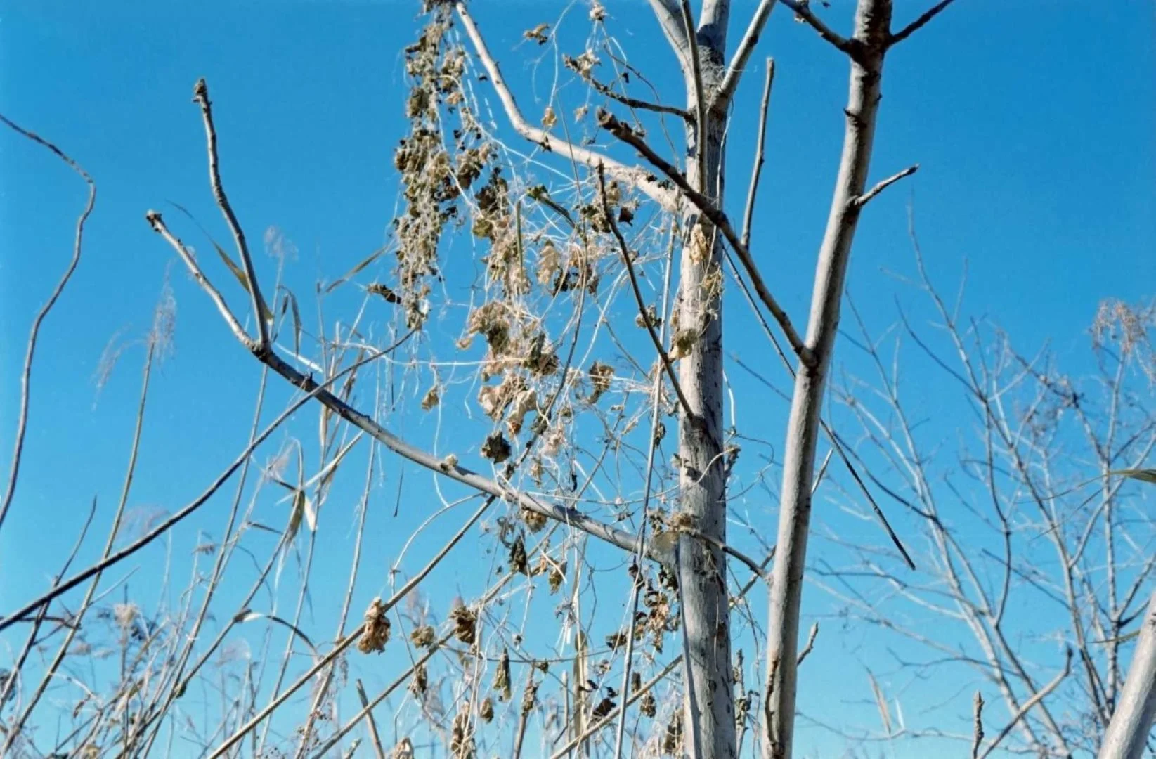 トプコン35-S作例