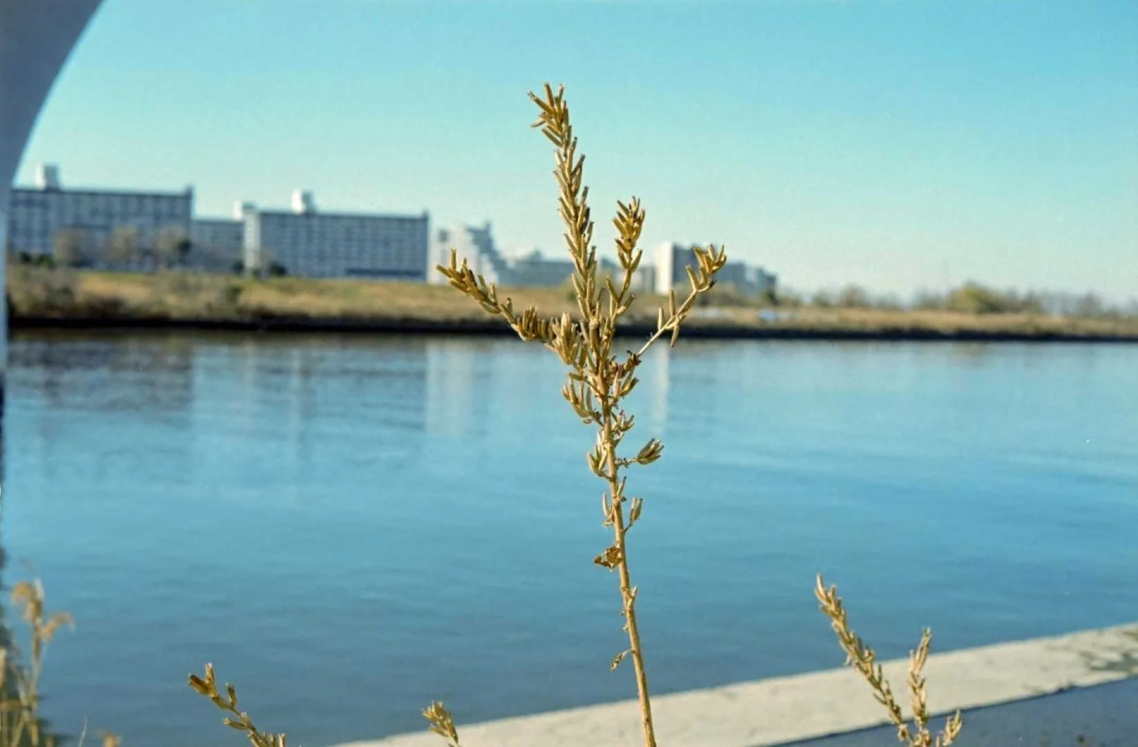 トプコン35-S作例