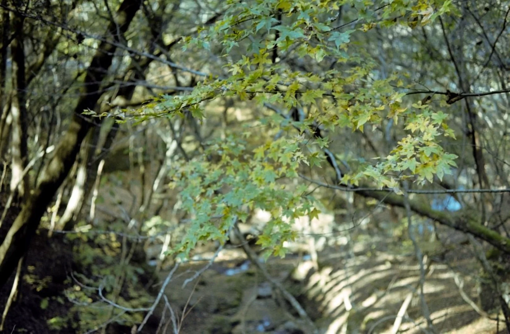 Topcon 35-Sで撮ったカット