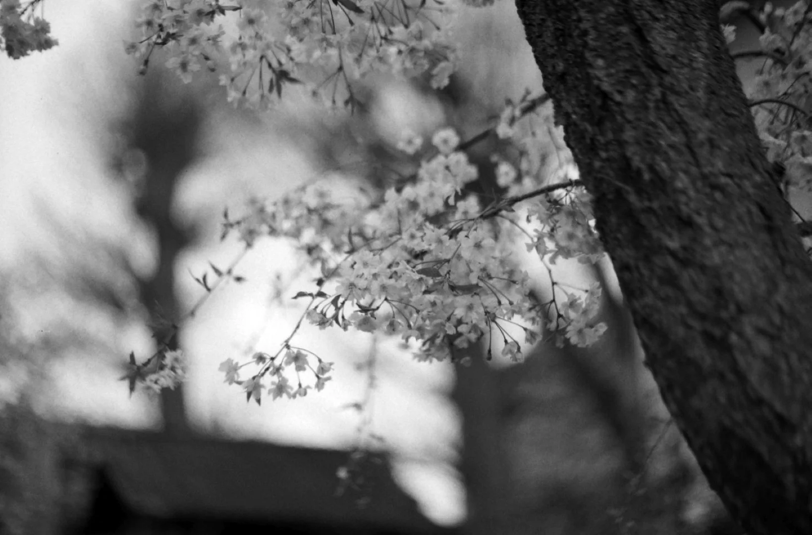 TOPCON RE-2 / RE.Auto-Topcor 58mm F1.8で撮影