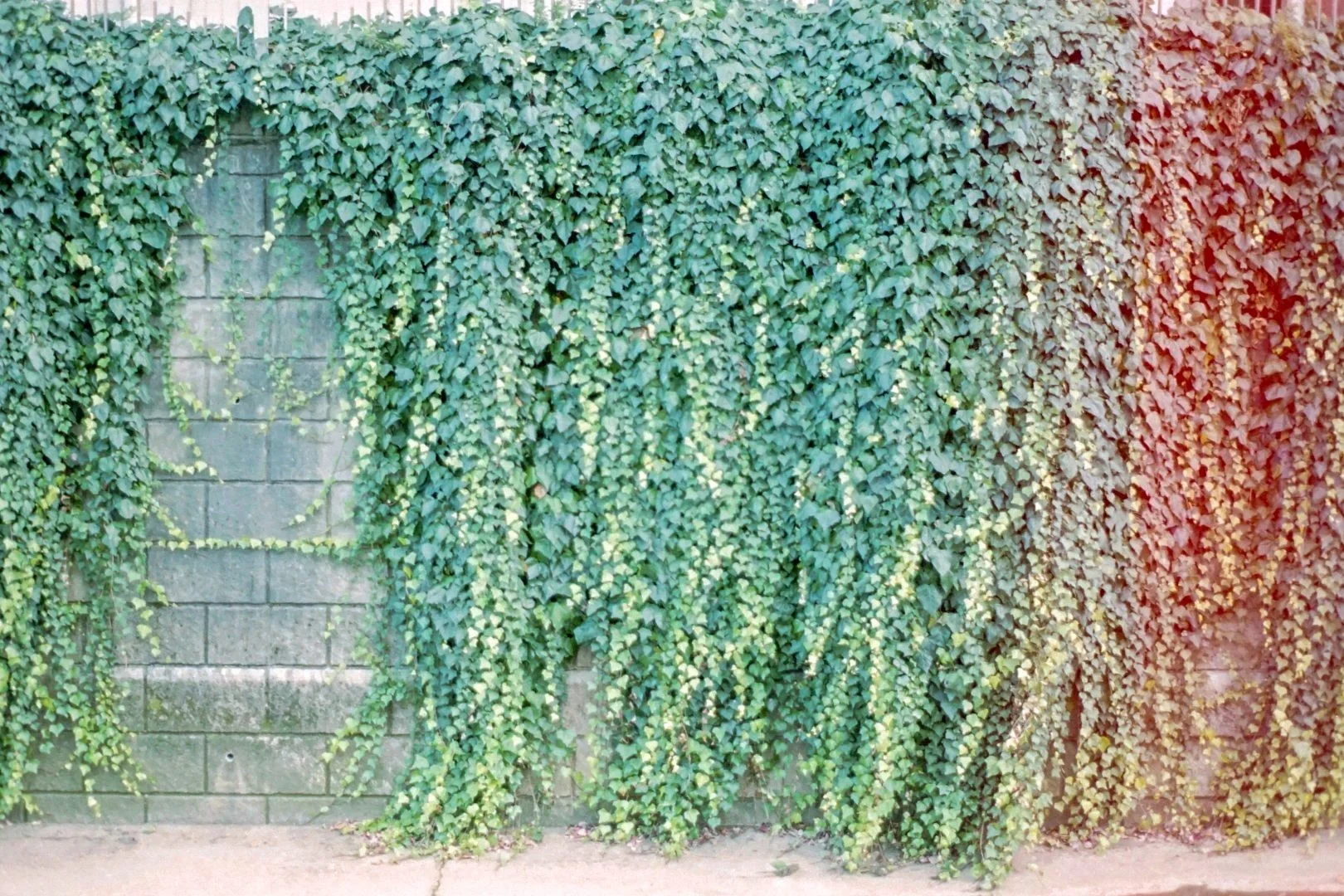 裏蓋をあけたフィルムのスキャン