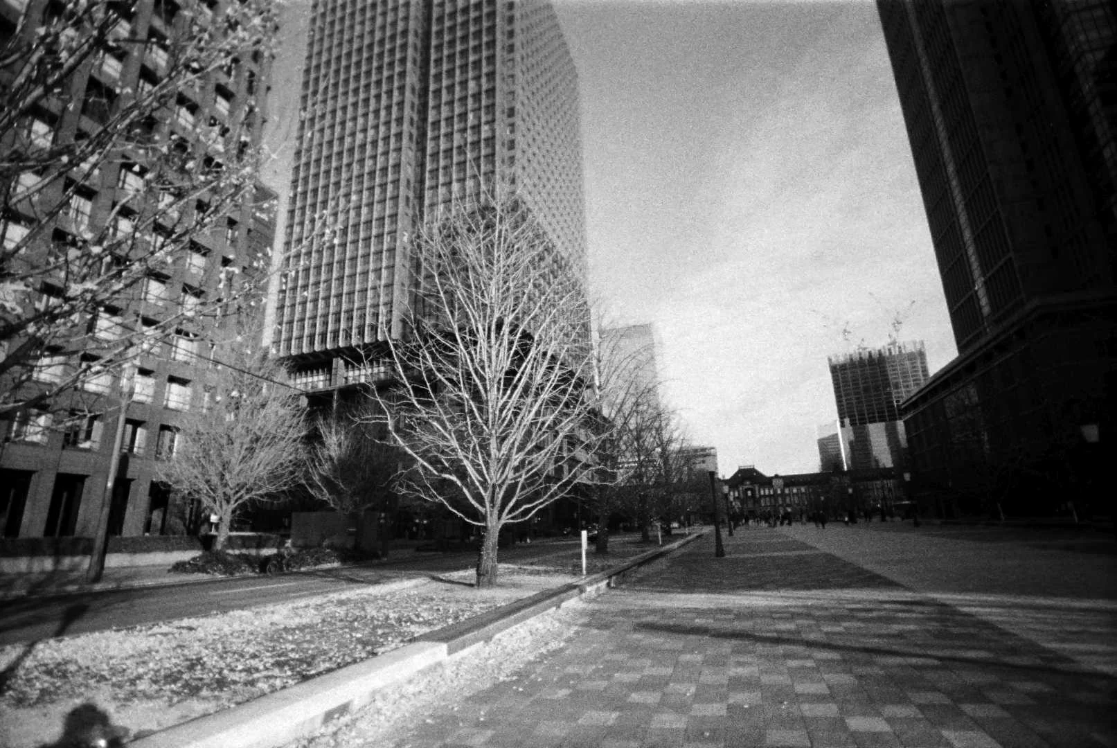 waiwaiワイド作例