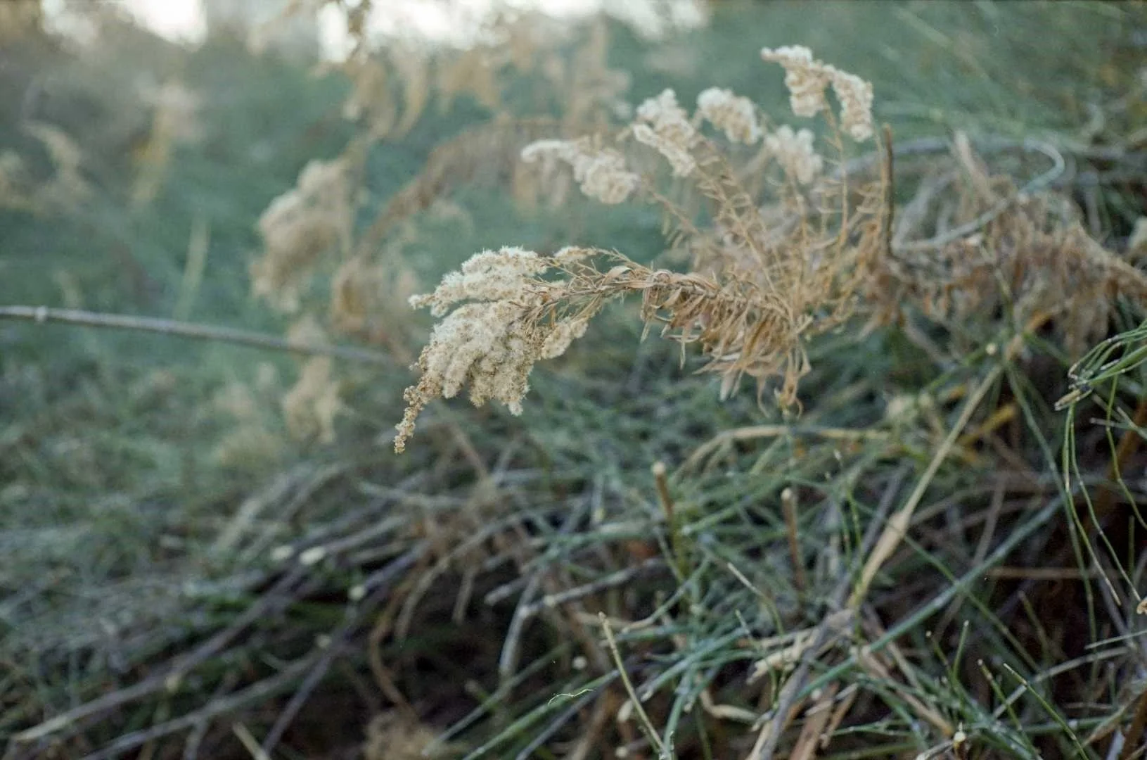 Yashica Electro35G作例