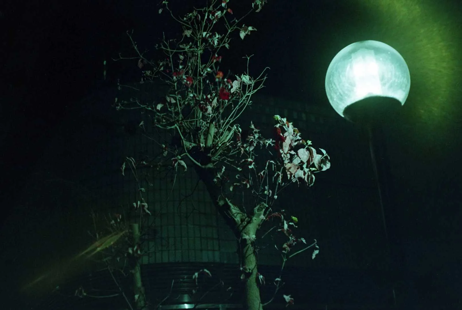 Yashica Electro35G作例