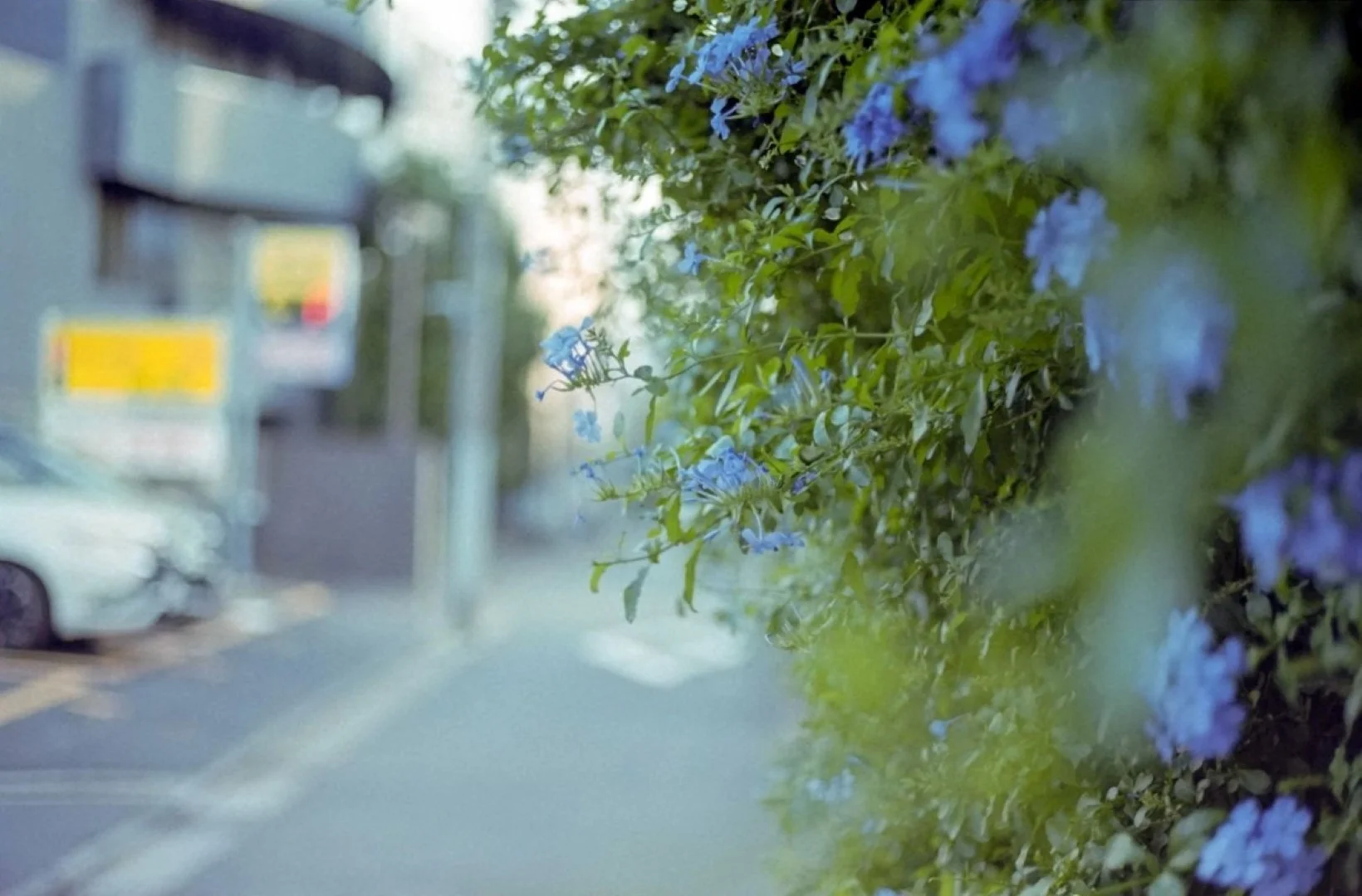 Yashica FRで撮影した写真