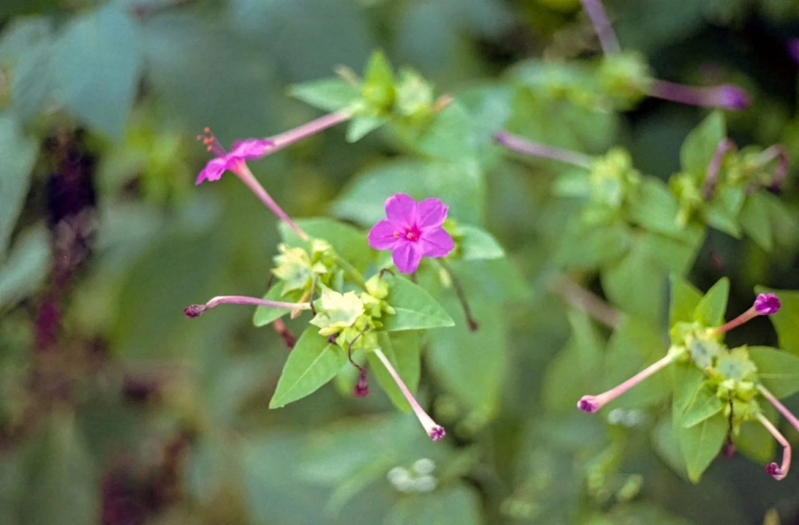 Yashica FRで撮影した写真