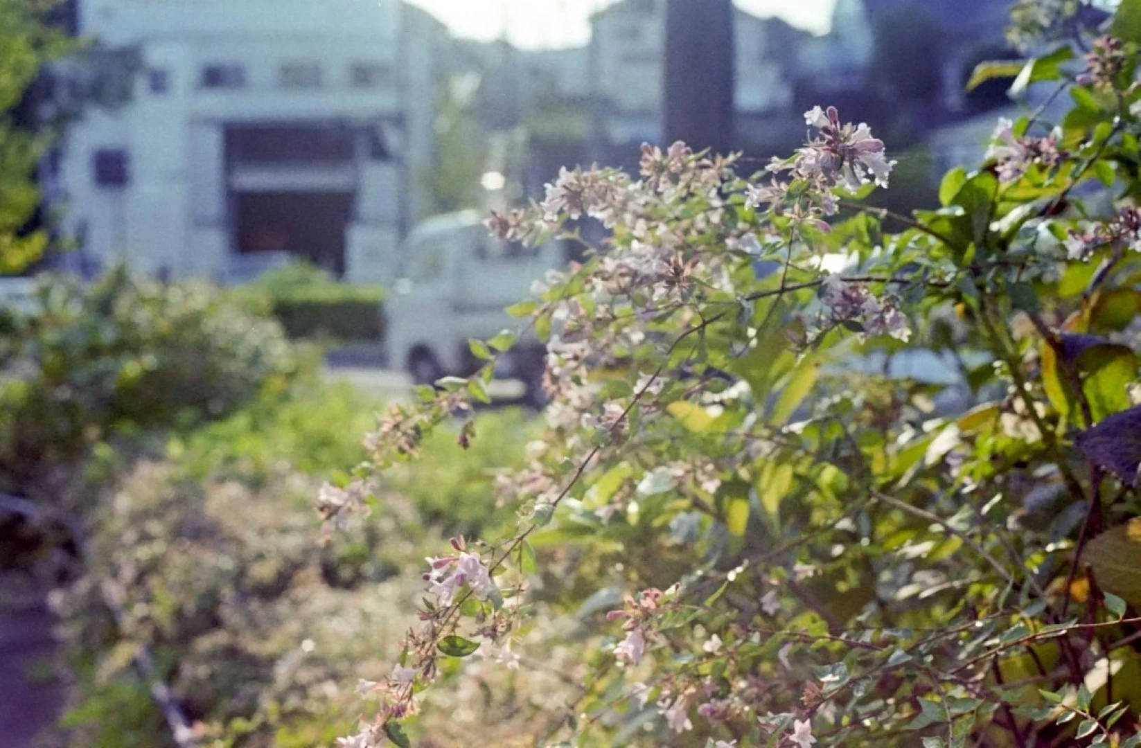 Yashica FRで撮影した写真